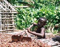 cocoa laborers