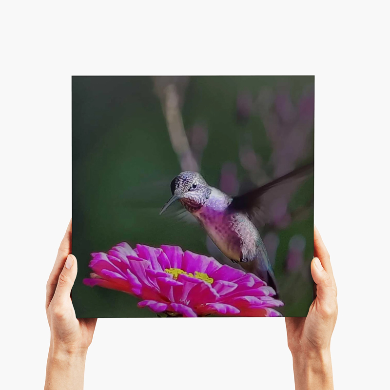 Hummingbird with Zinnia