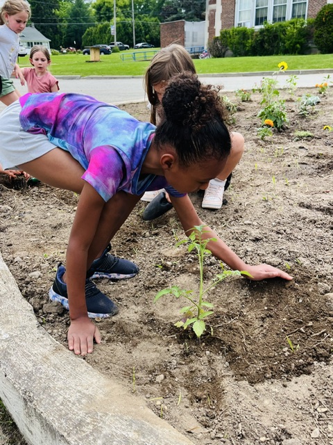 Students at Boquet Valley Central School District care for their elementary school’s vegetable and flower garden as part of the district’s Farm to School program. The district participates in the 30% NYS Initiative, purchasing 31 percent of their food from local farmers and vendors.