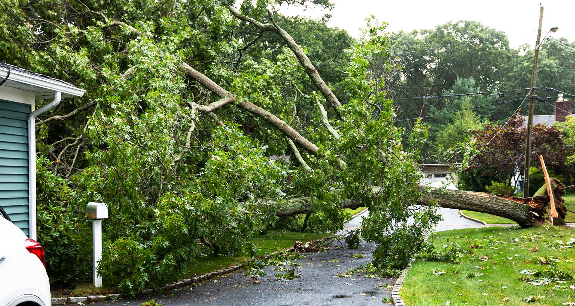 fallen tree 