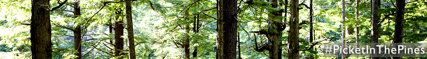 picket in the pines